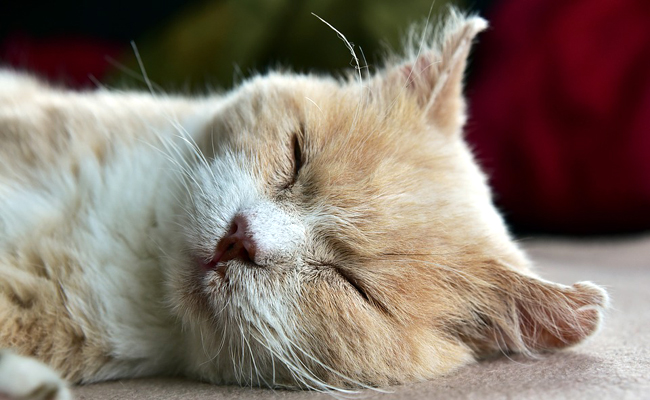Signes De La Deshydratation Chez Le Chat Tout Savoir